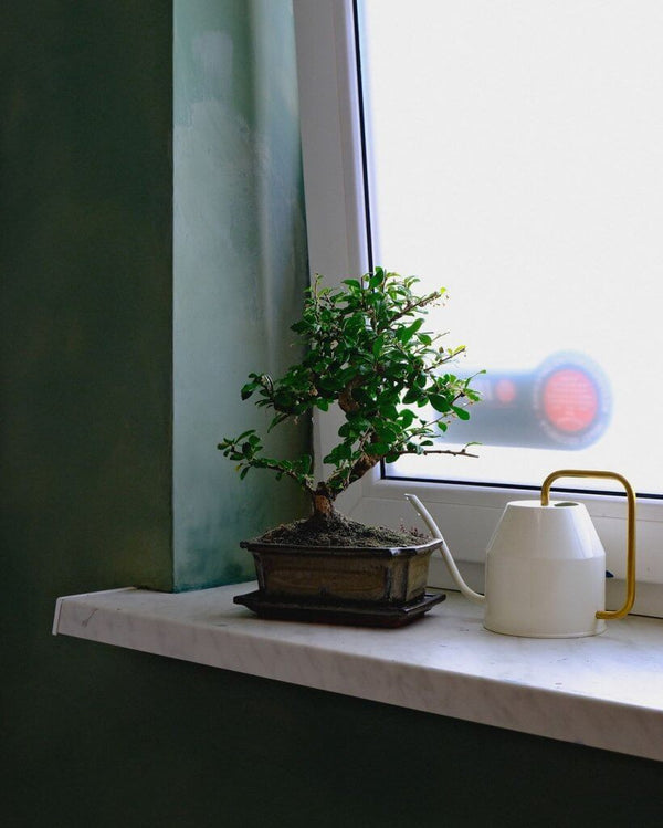 Velvet Moss + Spring Sage - Inspiracje Limewash
